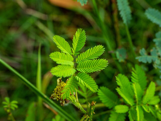 Mimosa pudica also called sensitive plant, sleepy plant, action plant.