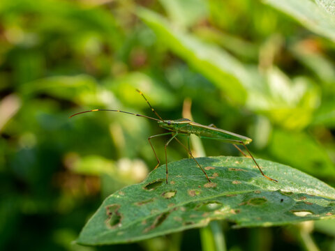Berytidae is a family of the order Hemiptera ("true insects"), commonly called stilt insects.