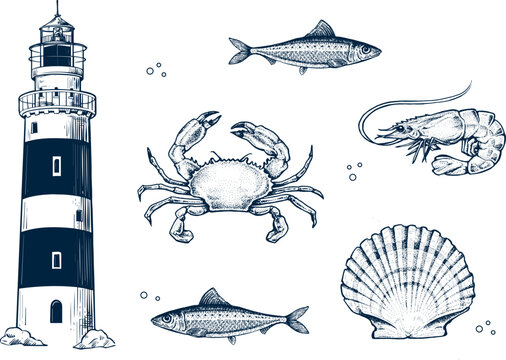 Seafood collection. Engraved vintage. Lighthouse, Light House, Fish, seashell, crab, shrimp, herbs. Vector illustration. Sea restaurant set.