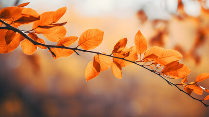 A branch with orange leaves