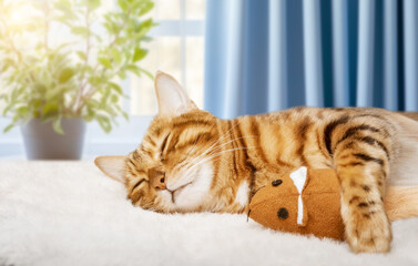 A cozy cat sleeps sweetly with a toy mouse in the room.