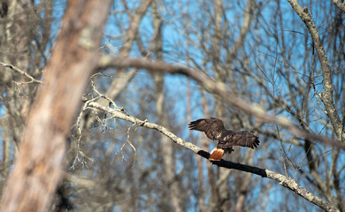 Red Tailed Hawk