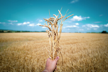 a bunch of wheat plants are held by one hand