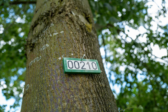 Trees are numbered consecutively with a sign