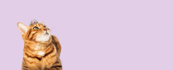 Red domestic cat plays with a toy mouse on a purple background.