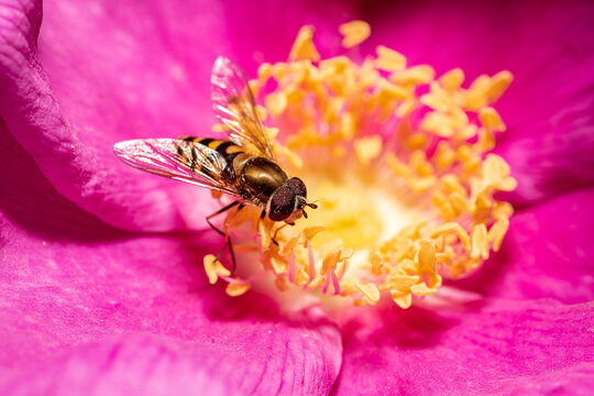 Bzyg nadobny spijający nektar na r&oacute;ży (Eupeodes corollae, Hoverfly)