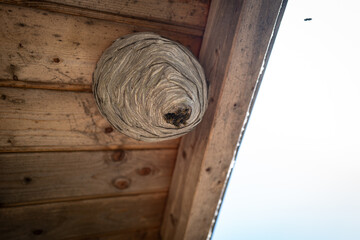 Wasps have built a large wasp nest under a wooden roof