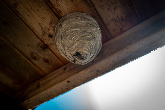 Wasps have built a large wasp nest under a wooden roof