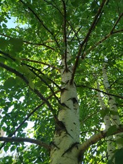 Obraz premium Tree with green leaves