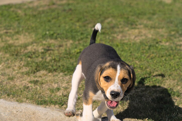 Cute tricolor beagle puppy running outdoor