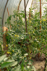 Fototapeta na wymiar A lot of green tomatoes on a bush in a greenhouse. Tomato plants in greenhouse. Green tomatoes plantation. Organic farming, young tomato plants growth in greenhouse.