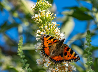 small tortoiseshell aglais urticae butterfly on Buddleja flower