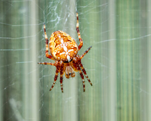 close up Araneus diadematus spider on a web