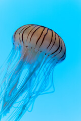 Isolated Pacific Sea Nettle Jellyfish swimming in Water
