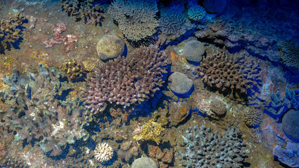 Naklejka na ściany i meble Colorful Coral Reef under the ocean