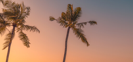 Fantastic closeup view of palm tree leaves with orange sunrise sunset sunlight. Tropical island...