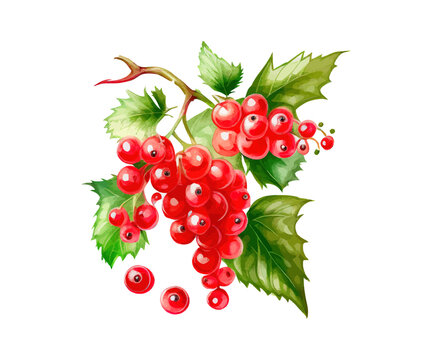 Hand drawn watercolor painting red currants. Vector illustration desing.