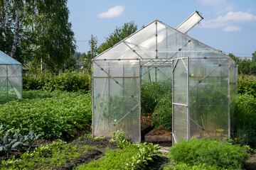 Greenhouse in the vegetable garden for growing tomatoes, cucumbers, other plants in the garden with green vegetation on a sunny summer day.