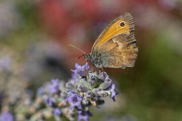 Obraz premium Papillon fadet commun