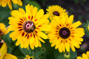 Bee on the Rudbeckia blooming flower in a garden