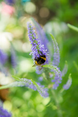 Bumblebee on the spiked speedwell in the summer