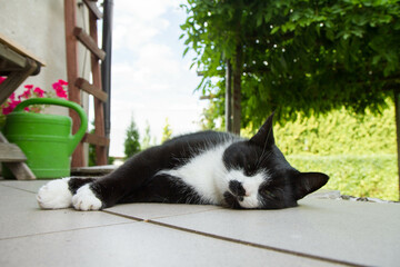 Tired black and white cat resting on a terrace on a hot summer day