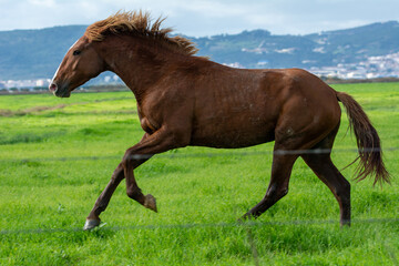 Fototapeta premium Caballos