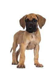 Handsome fawn / blond Great Dane puppy, standing side ways. Looking straight at lens with dark shiny eyes. Isolated cutout on transparent background.