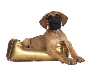 Handsome fawn / blond Great Dane puppy, laying facing front in golden basket. Looking straight at lens with dark shiny eyes. Isolated cutout on transparent background.