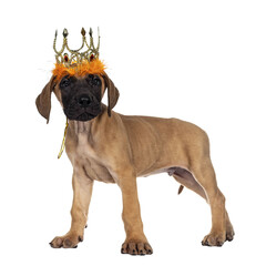 Handsome fawn / blond Great Dane puppy,  standing side ways wearing golden with orange crown....