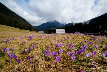Obraz premium Spring comes to the mountains of the Tatras. Poland.