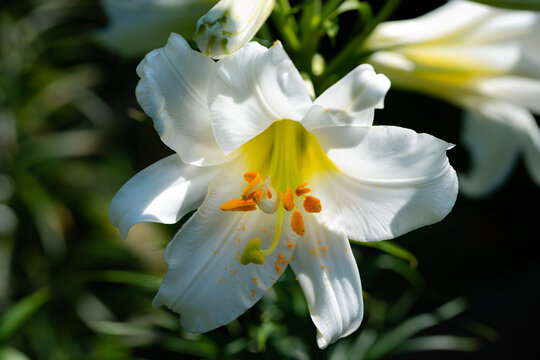 Lys blanc et jaune Royal R&eacute;gale Album (jardin du ruisseau de l'&eacute;glise 2023)
