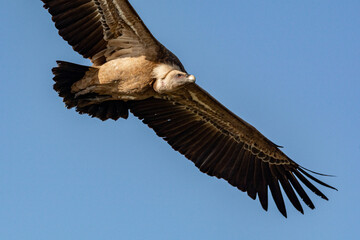 Gyps fulvus