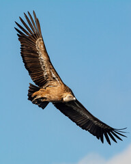 Gyps fulvus