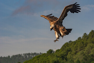 Gyps fulvus