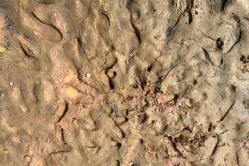 texture brown clay on the lake