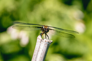 Libellule déprimée en gros plan, posée sur une branche à coté d'une mare 