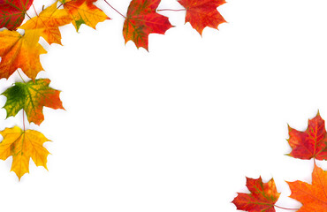 Autumnal maple leaves on a white background with space for text. Top view, flat lay