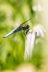 Libellule déprimée en gros plan, posée sur une branche à coté d'une mare 