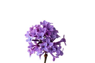 Foto op Plexiglas lilac flowers isolated on transparent background  © Arefin_Rony