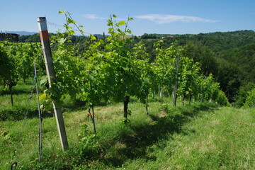 Weinanbau Steiermark &Ouml;sterreich