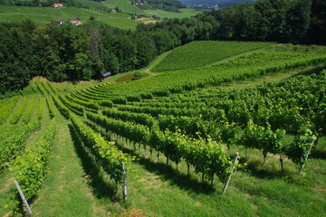 Fototapeta na wymiar Weinanbau Steiermark Österreich