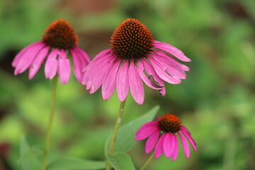 Fototapeta premium Purple coneflower