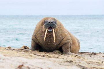 Walrus on the shore of Svalbard. Walruses are one of the largest flippered marine mammals. At 19th  and early 20th century they were  hunted and killed , now population is restoring © Alexey