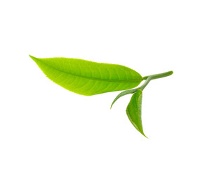 Fresh green tea leaf on   transparent png