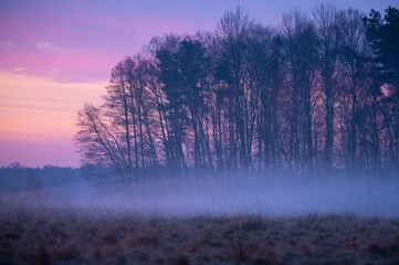 Obraz na płótnie Canvas Morning mist in the forest