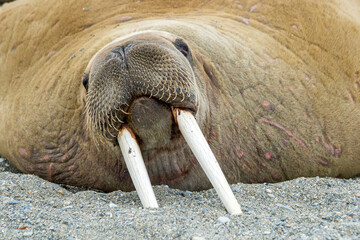 Walrus on the shore of Svalbard. Walruses are one of the largest flippered marine mammals. At 19th ...