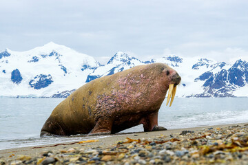 Walrus on the shore of Svalbard. Walruses are one of the largest flippered marine mammals. At 19th ...