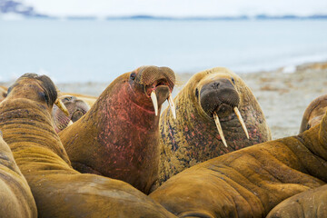 Walrus on the shore of Svalbard. Walruses are one of the largest flippered marine mammals. At 19th ...
