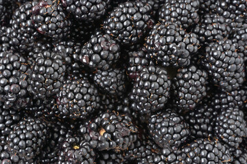 Blackberry berry background - fresh berries